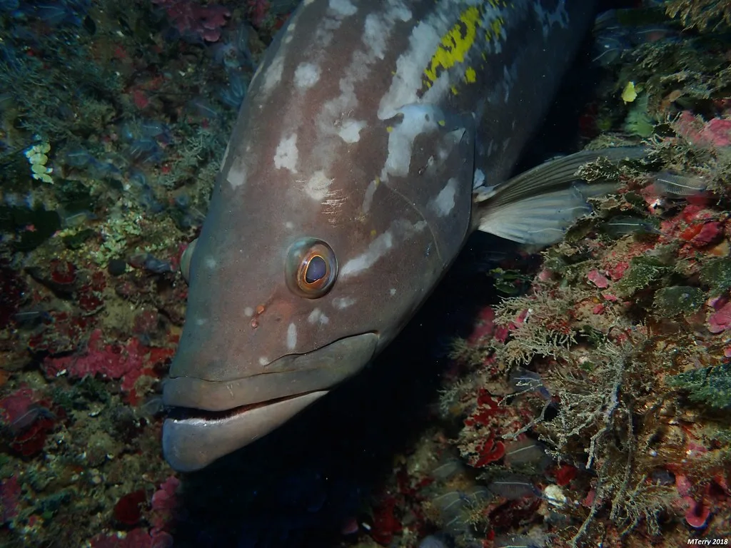 abadejo de groenlandia