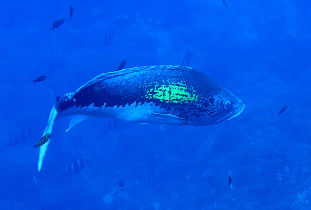 abadejo del atlántico