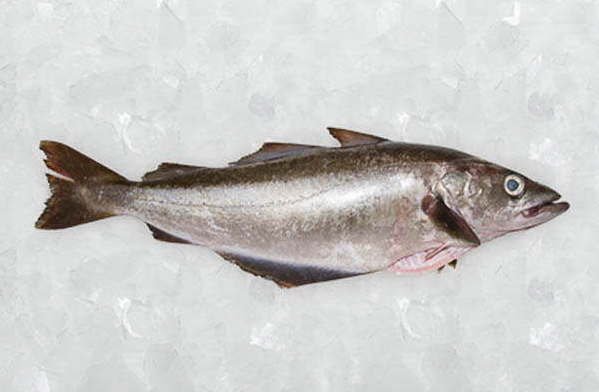 abadejo del pacífico